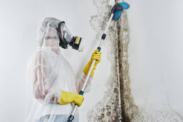 Best Commercial Mold Removal  in , OK