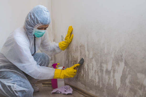 Best Certified Mold Removal  in , OK
