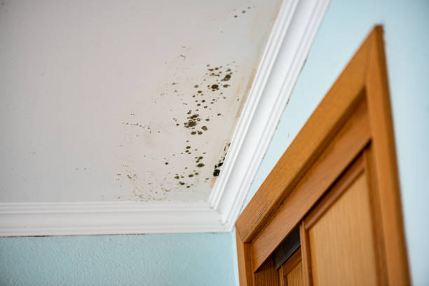 Best Residential Mold Removal  in , OK