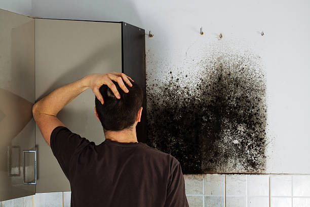 Best Mold Damage Repair  in , OK